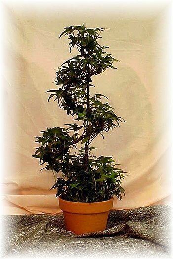 Dieffenbachia